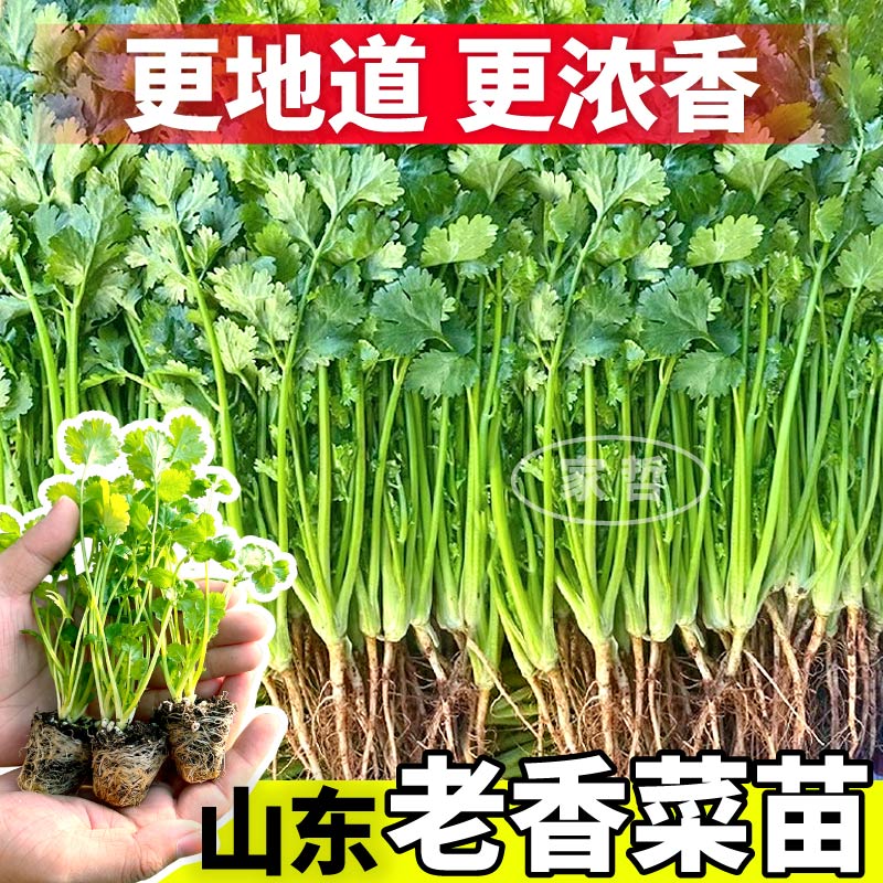 山东寿光香菜苗秧带土球发货芫荽种子四季阳台盆栽高产浓香蔬菜籽