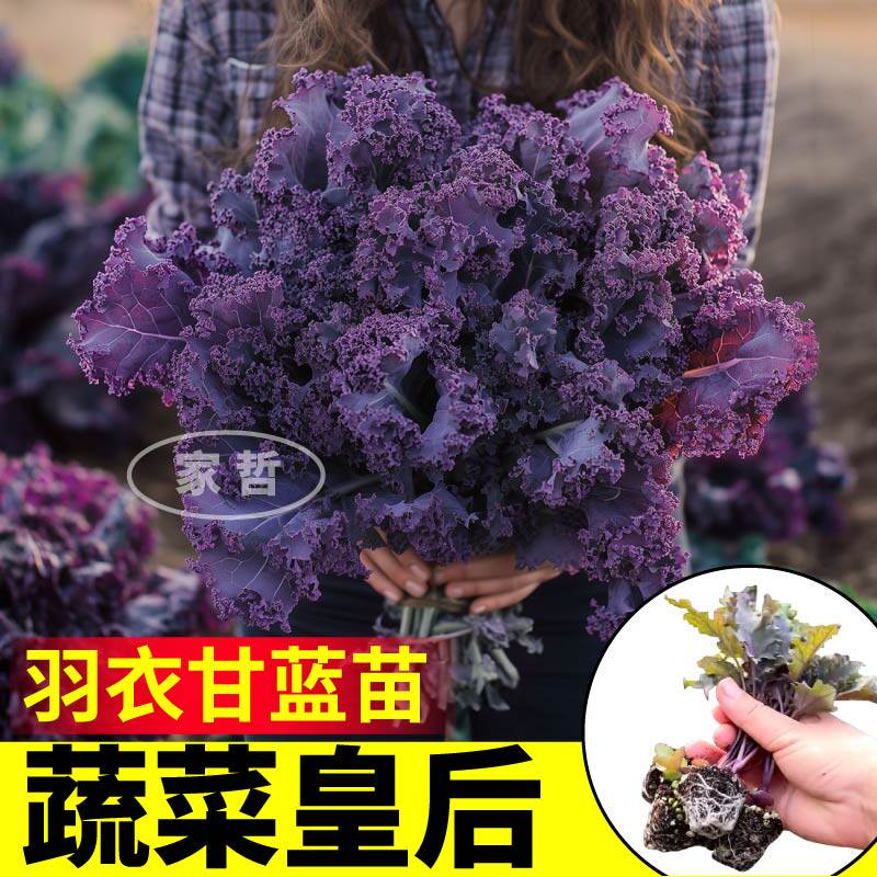 紫羽衣甘蓝苗秧四季耐寒蔬菜苗盆栽观赏食用白粉绿羽衣甘蓝种子籽