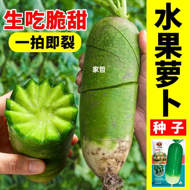 脆甜水果萝卜种子白萝卜青绿萝卜种籽高产大田盆栽阳台薄皮易种植