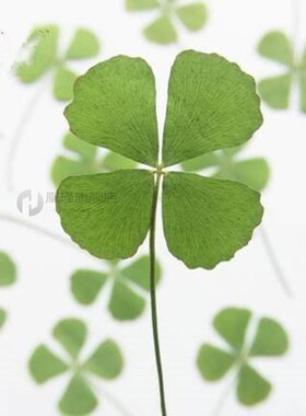 10pcs/lot Four Leaf Clover Speci Dried Flower Accessories fo
