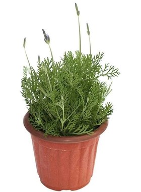 Lavender potted plant true flower big seedling bract fresh