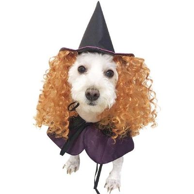 2018 New Design Dog Costumes Halloween Purple Wizard Funny