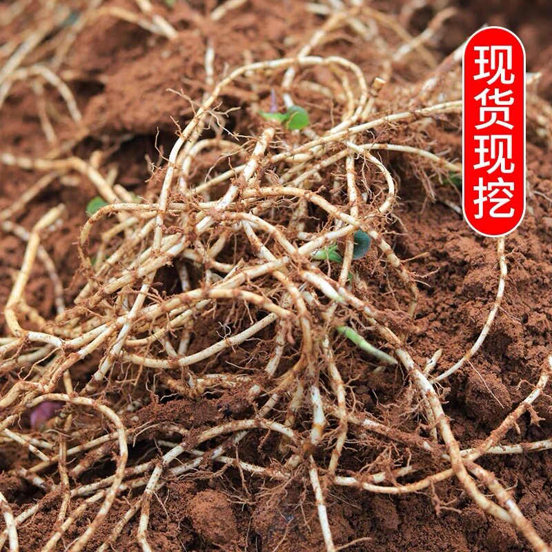 新鲜鱼腥草折耳根折儿根 节节根鲜嫩根现挖生侧耳根凉拌菜5斤