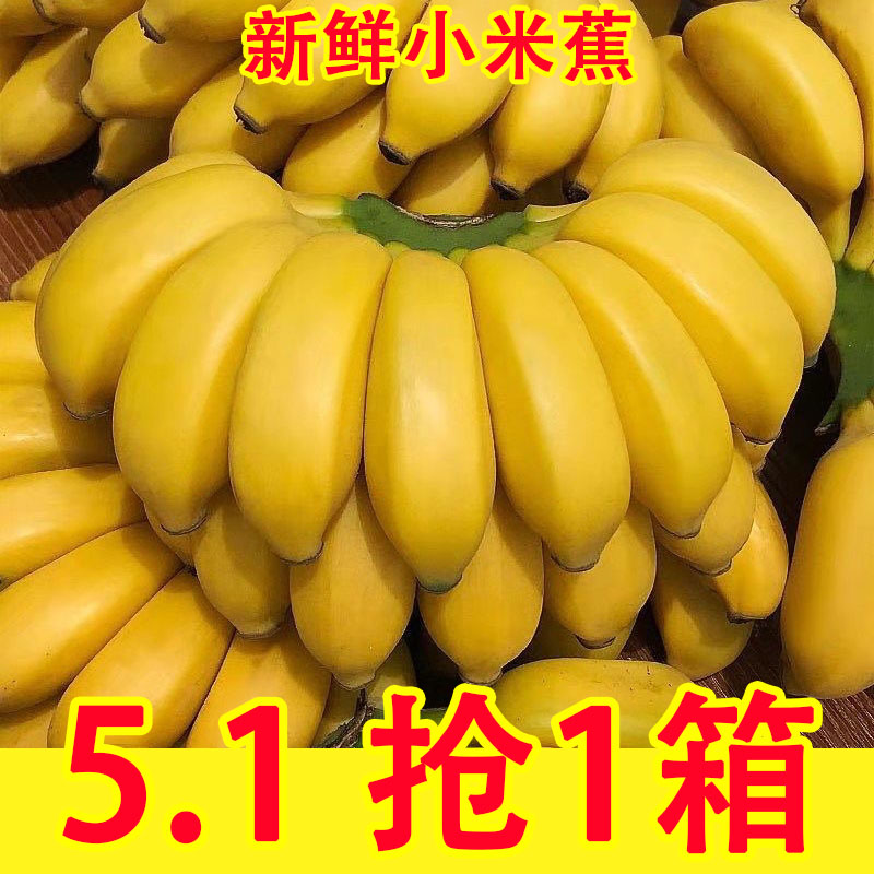 正宗广西小米蕉香蕉新鲜9斤水果整箱当季小香蕉粉蕉自然熟苹果蕉