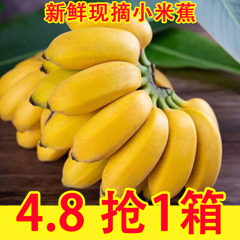 广西小米蕉当季水果新鲜9斤自然熟banana整箱苹果蕉香蕉芭蕉包邮