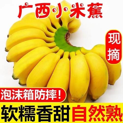 广西正宗小米蕉9斤新鲜香蕉芭蕉水果香焦自然熟整箱苹果蕉粉蕉甜