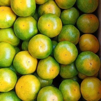 2025蜜桔新鲜橘子9斤孕妇水果当季青皮蜜橘子酸甜爽口整箱包邮