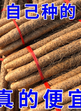 正宗铁棍山药铁杆淮山怀山药新鲜5斤特级整箱非焦作温县5包邮