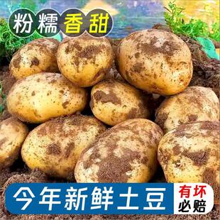 新鲜黄皮黄心土豆9斤土豆马铃薯洋芋沙面粉糯当季蔬菜