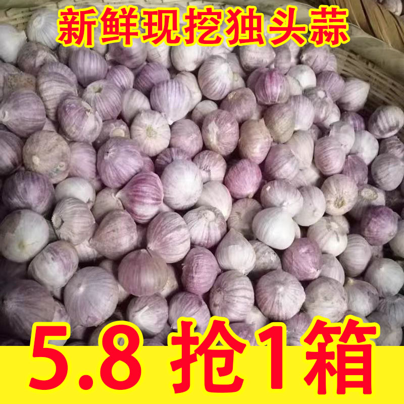 2026新鲜云南独头蒜紫皮蒜鲜辣蒜头中农家种植湿蒜5斤包邮