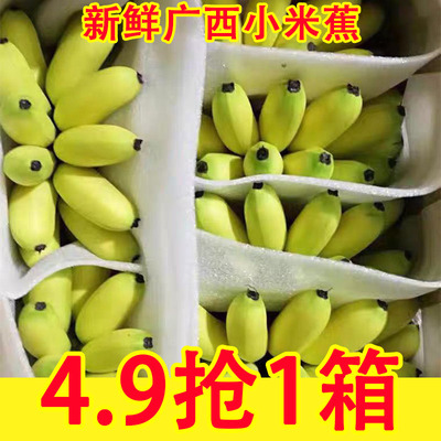 正宗广西小米蕉香蕉新鲜9斤水果整箱当季小香蕉粉蕉自然熟苹果蕉
