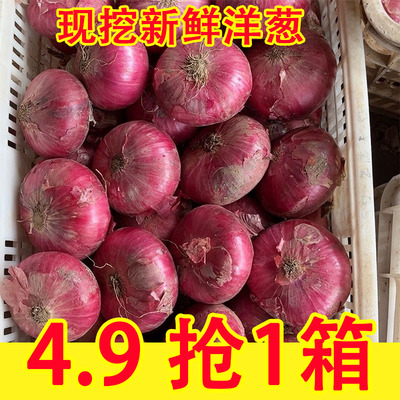 新鲜水果洋葱9斤紫皮圆葱蔬菜当季扁小洋葱头甜味生吃脆甜
