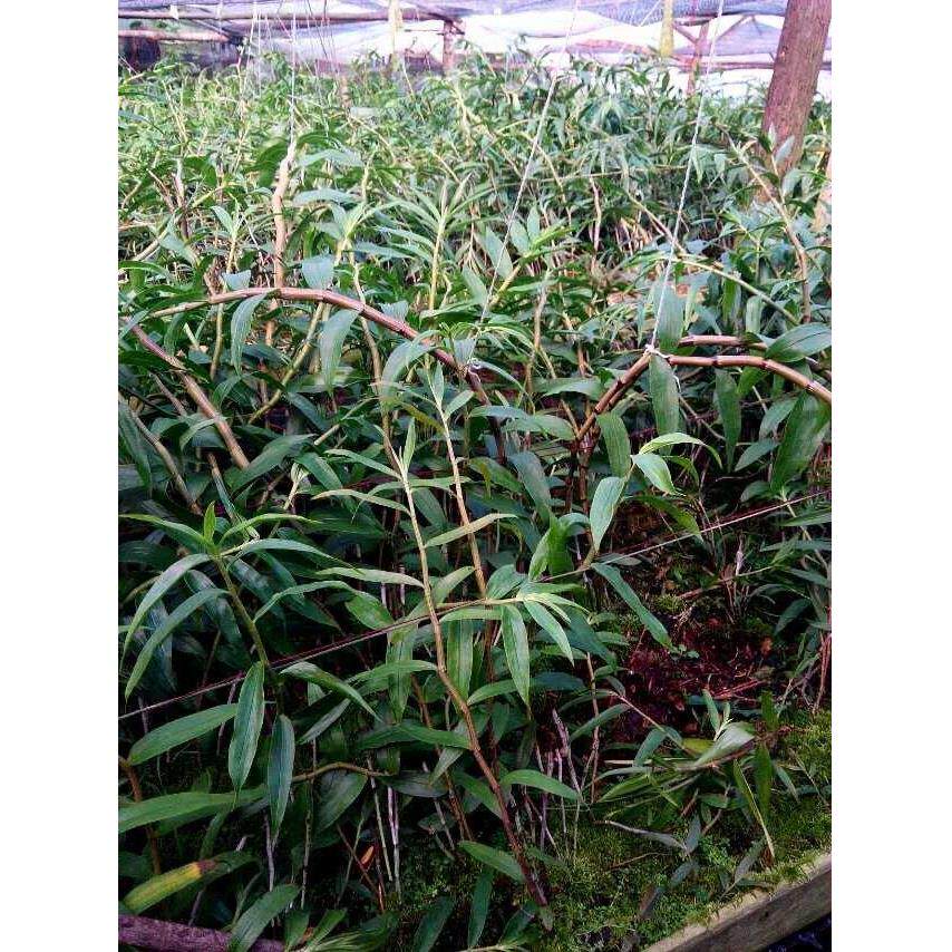 紫斗皮JHY石国斛枫500g中紫皮石斛之乡龙陵手工工新鲜石斛手基地