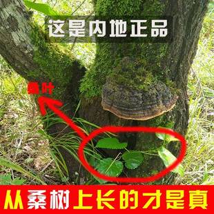 桑树桑藏黄野0生黄灵芝整枝干西250g货正WFB品非50g