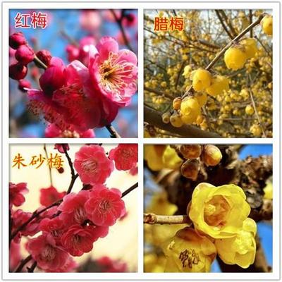 梅花盆栽老桩红梅腊梅盆景树苗好养花卉耐寒植物室内阳台庭院