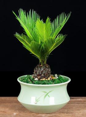 铁树盆栽苏铁盆景办公室内客厅花卉阳台四季常青好养植物桌面绿植