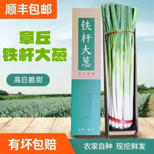 顺丰山东特产章丘铁杆精品大葱新鲜蔬菜葱王生吃脆甜水果葱甜葱