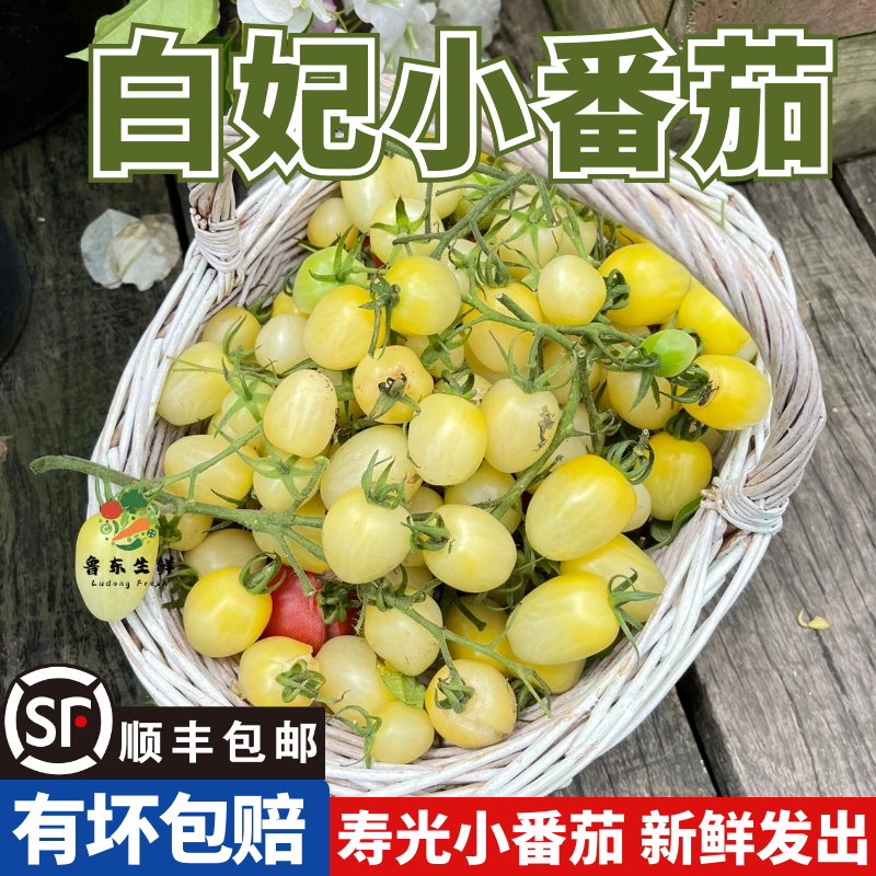 顺丰】白妃奶油小番茄新鲜现摘小柿子酸甜可口生吃即食白妃圣女果