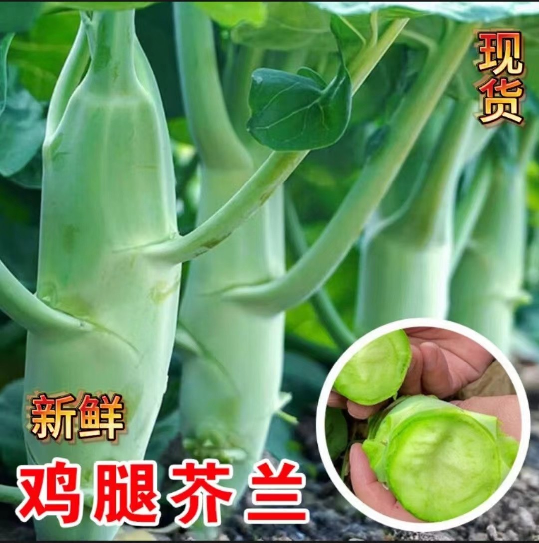广东芥兰鸡腿大芥蓝新鲜应季时令蔬菜农家自种现摘绿色青菜下饭菜