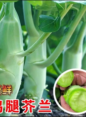 广东芥兰鸡腿大芥蓝新鲜应季时令蔬菜农家自种现摘绿色青菜下饭菜