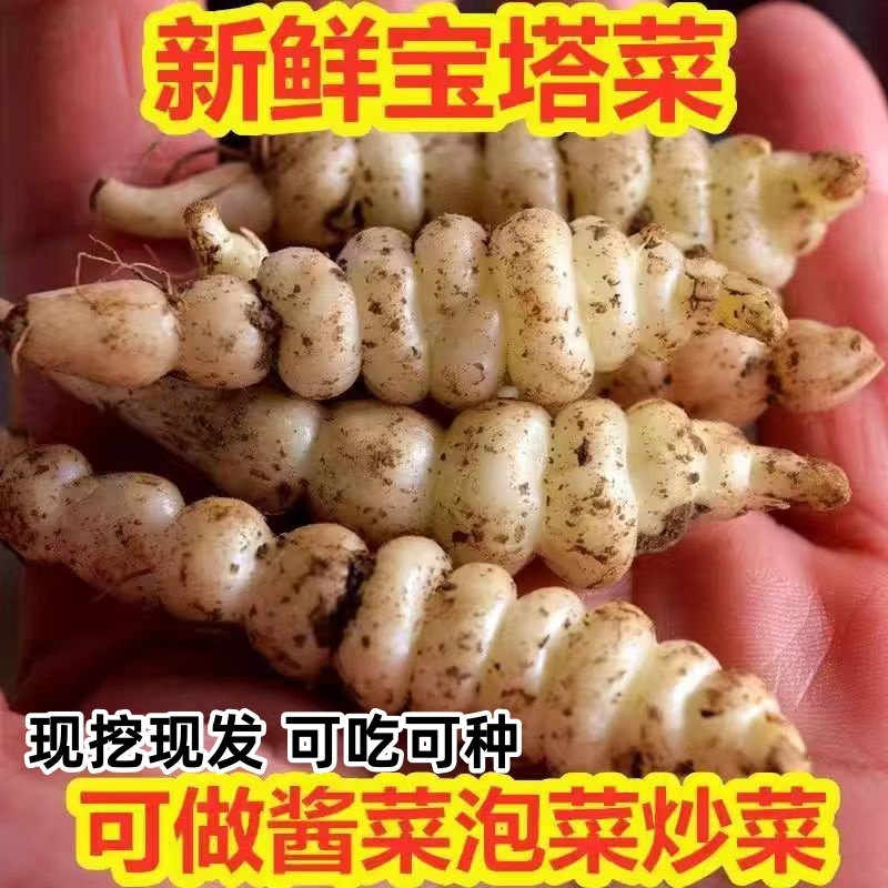 现挖螺丝菜地蚕地环新鲜地牯牛宝塔菜玉珠草地梨地溜子菜甘露子菜,水产肉类/新鲜蔬果/熟食,其它,淘宝优惠券,粉丝福利购,淘宝优惠卷