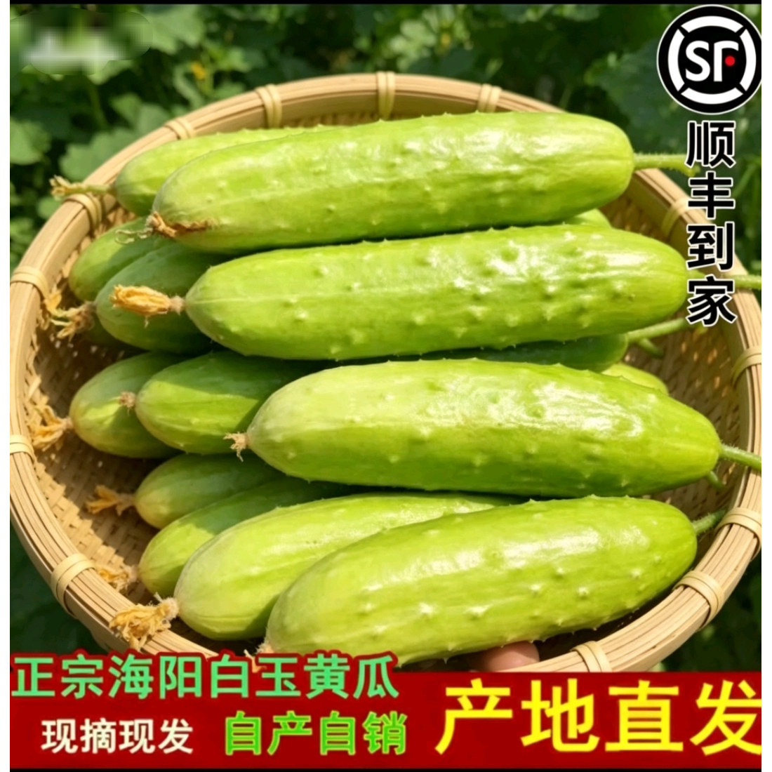 顺丰山东海阳白玉黄瓜新鲜正宗生吃脆嫩多汁现摘奶油水果黄瓜5斤
