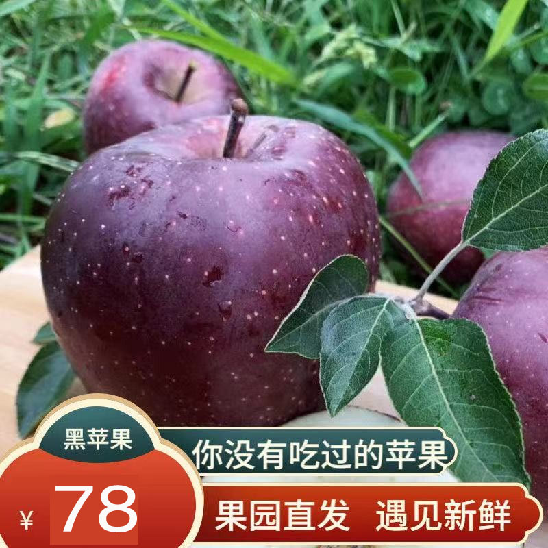 昭通新鲜现摘云南黑卡水果图片