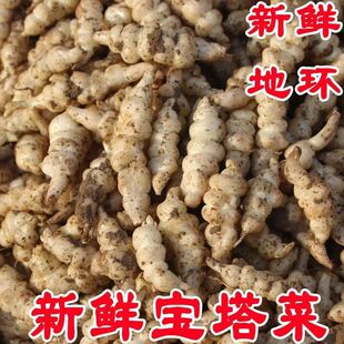 地环新鲜现挖螺丝菜脆嫩宝塔菜地牯牛蔬菜地蚕甘露子农家泡菜酱菜