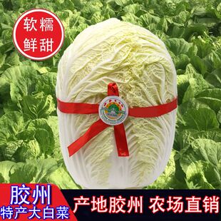 山东青岛特产胶州大白菜胶东新鲜三里河农家蔬菜黄心现摘胶白10