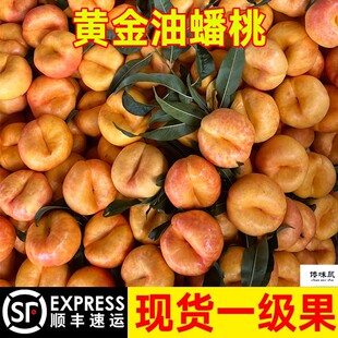 山东黄金油蟠桃黄桃蟠桃新鲜水果山东蒙阴彩虹蟠桃当季脆桃扁桃子