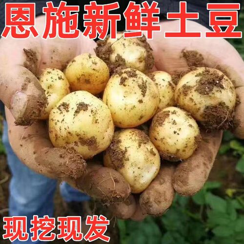 2026年湖北恩施富硒老品种黄心迷你小土豆新鲜现挖洋芋高山马铃薯