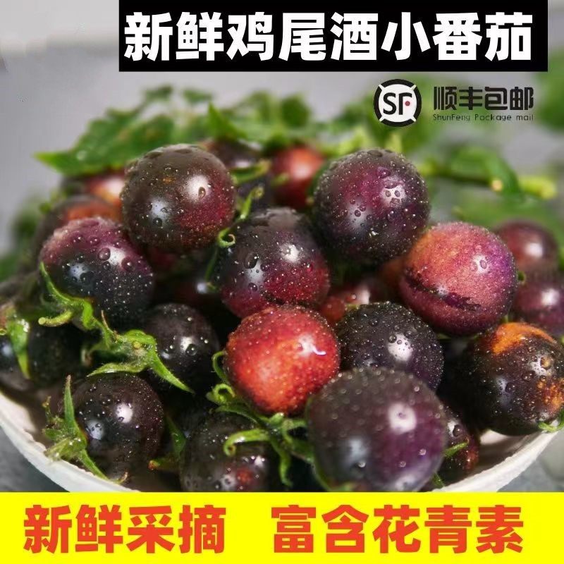 山东寿光黑珍珠圣女果黑紫色小番茄新鲜现摘即食黑玫瑰花青素水果