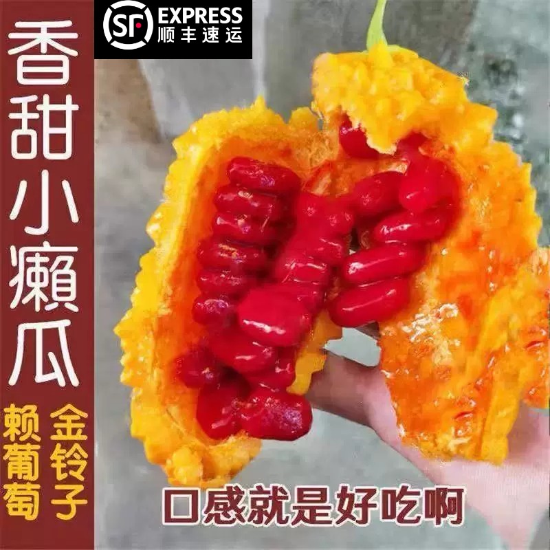 当季金铃子新鲜水果赖葡萄鲜果现摘金癞刺濑瓜小苦瓜红娘果小癞瓜