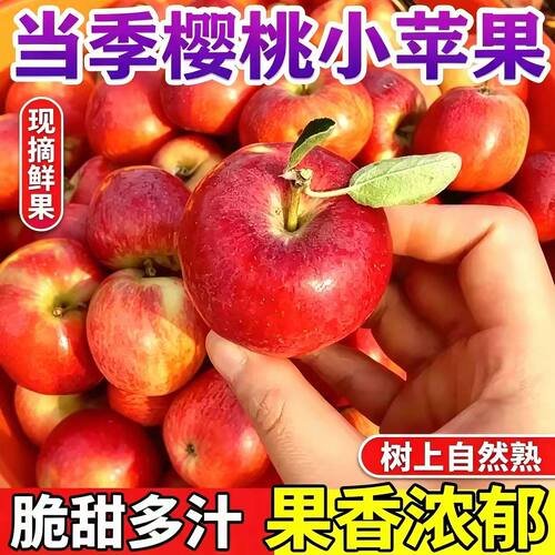 现摘樱桃小苹果脆甜冰糖心苹果