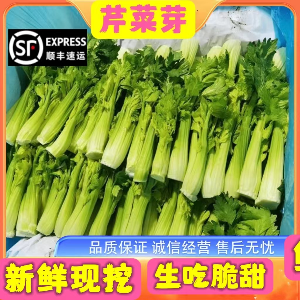 新鲜特色蔬菜云南高原水果青芹芽西芹嫩芽餐饮特色食材3斤清芹芽