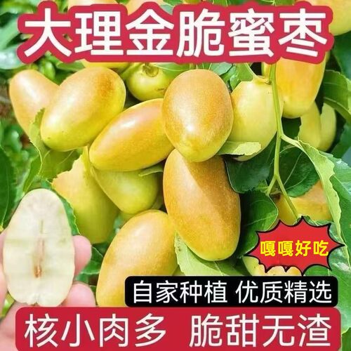 云南宾川金脆蜜枣新鲜鸡心枣子现摘脆甜芒果蜜枣应季水果金丝蜜枣