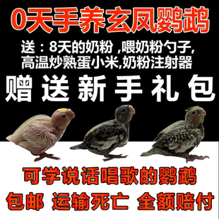 玄凤鹦鹉活体纯手养雏鸟宠物黄化玄凤一对可繁殖鸟活物鹦鹉活幼鸟