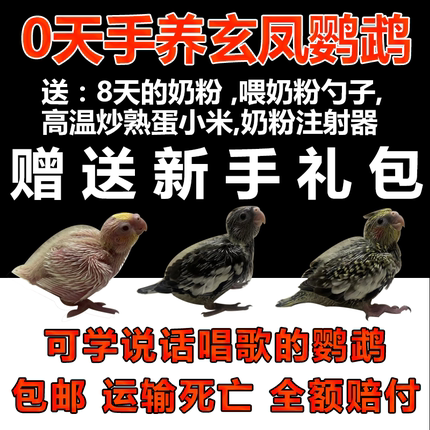 玄凤鹦鹉活体纯手养雏鸟宠物黄化玄凤DNA检测公母活物鹦鹉活幼鸟