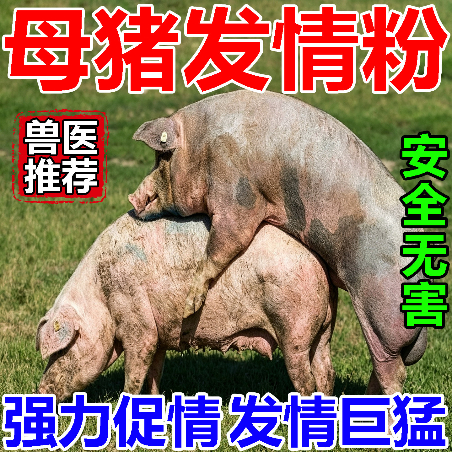 母猪发情粉的药诱发情粉剂养殖场种猪母猪发情粉剂配种排卵兽用粉