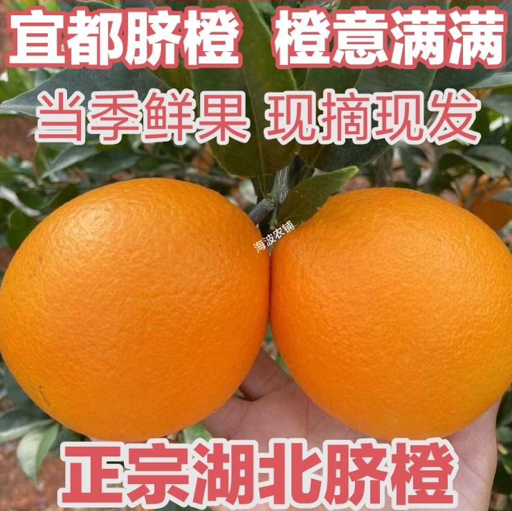 【已卖完】宜都正宗新鲜水果当季现摘现发长红纽荷尔脐橙橙子