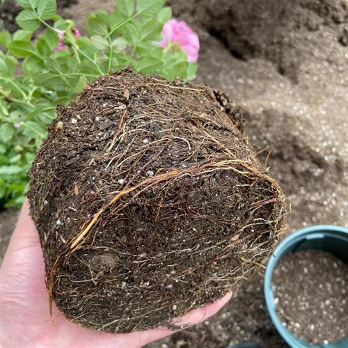 玫瑰花苗切花月季四季好养开花植物阳台盆栽花卉庭院灌木带花苞