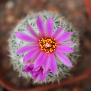 紫王子松球属仙人球稀有白刺红花好养易度夏仙人掌多肉阳台小盆栽