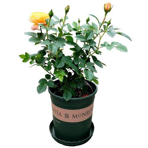 果汁阳台大花微月季花苗四季开浓香大花庭院花卉植物网红玫瑰盆栽,鲜花速递/花卉仿真/绿植园艺,月季/蔷薇/玫瑰,淘宝优惠券,粉丝福利购,淘宝优惠卷