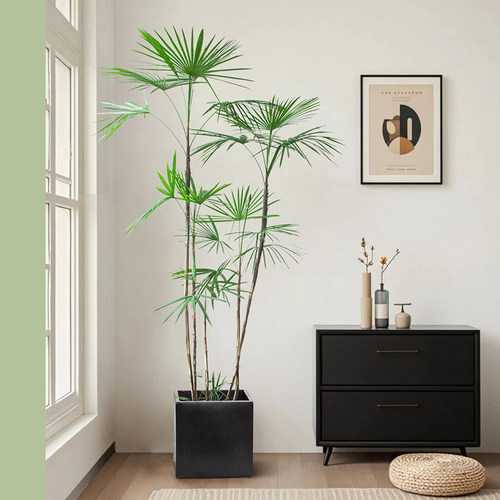 招财纳福细叶棕竹植物盆栽禅意