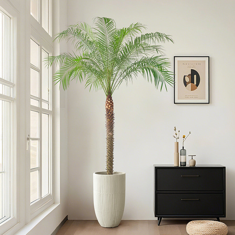 针葵盆栽椰子树室内大型客厅绿植刺葵棕榈树室外阳台热带植物庭院