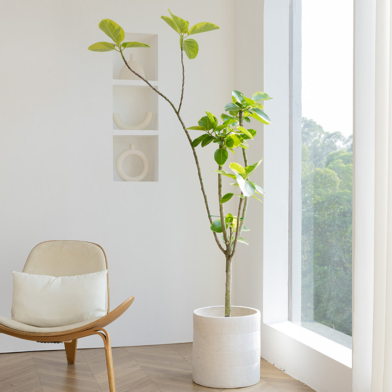 黄金榕室内真绿植花叶橡皮树轻奢