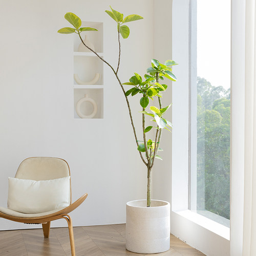 黄金榕室内真绿植花叶橡皮树轻奢