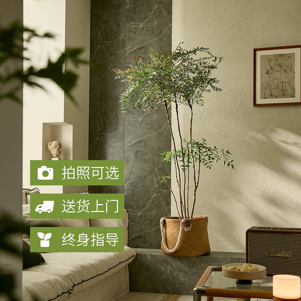 好运常在南天竹盆栽老桩客厅落地绿植室内禅意造型南天竺大型植物