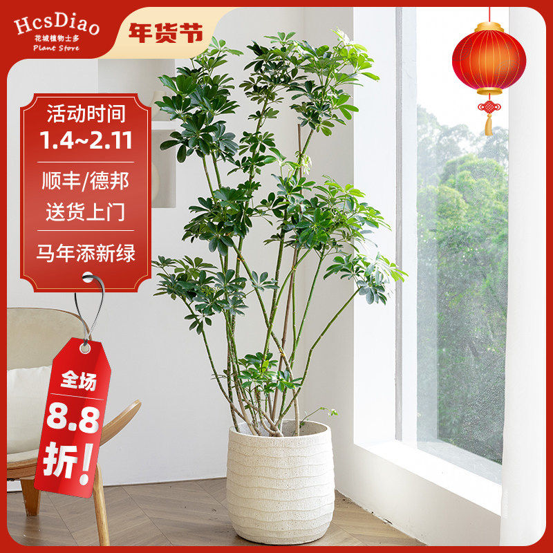 旺宅八方来财鸭脚木大盆栽室内绿植客厅阳台落地大型乔迁新房植物,鲜花速递/花卉仿真/绿植园艺,大型绿植/成品组合盆栽,淘宝优惠券,粉丝福利购,淘宝优惠卷