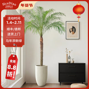 针葵盆栽椰子树室内大型客厅绿植刺葵棕榈树室外阳台热带植物庭院